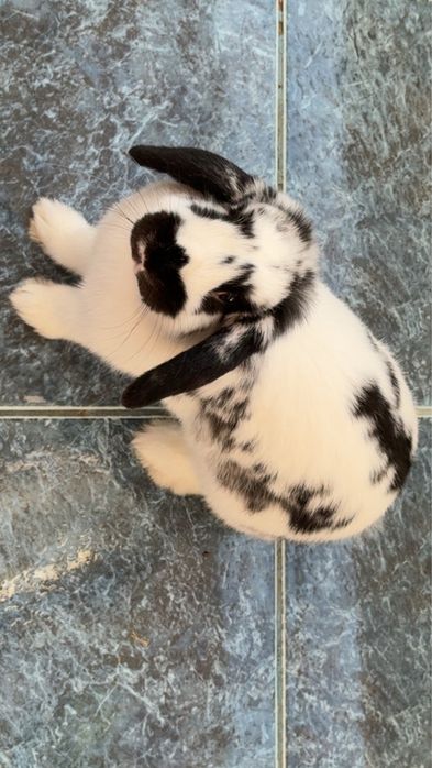 Iepure holland lop/ cap de berbec