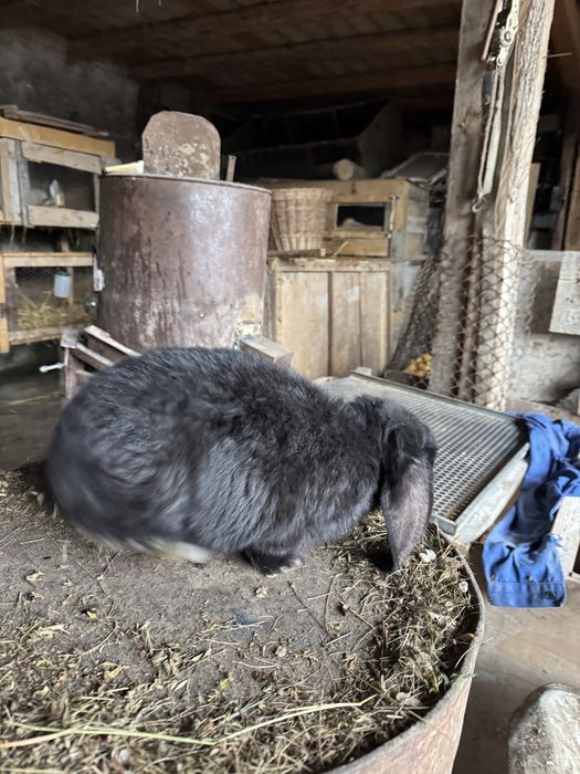 Doi masculi de vanzare 150 bucata  negociabil