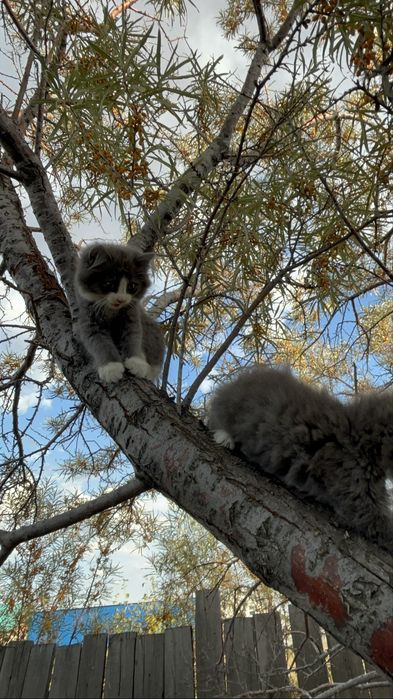 Котенок мальчик,2 месеца