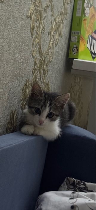 Отдаем в добрые руки котенка