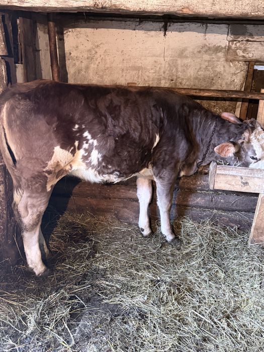 Vand un tauras si 2 junincii