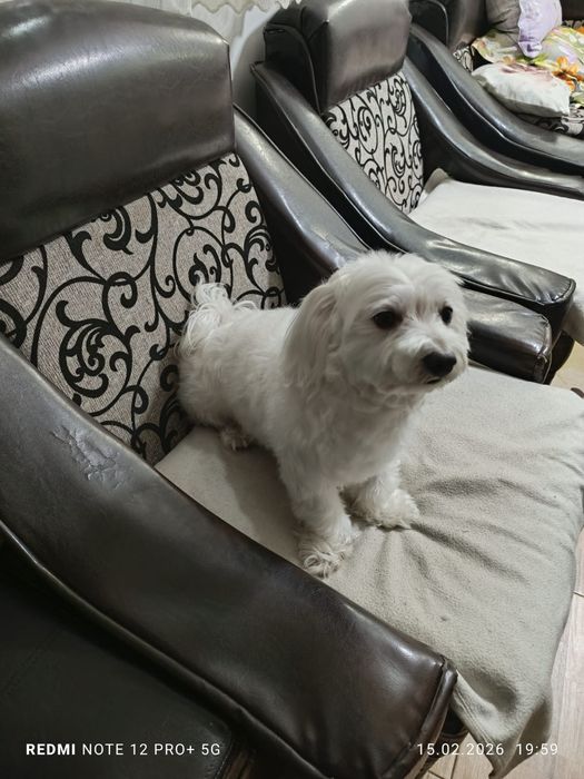 Ofer spre adopție-Bichon Maltez