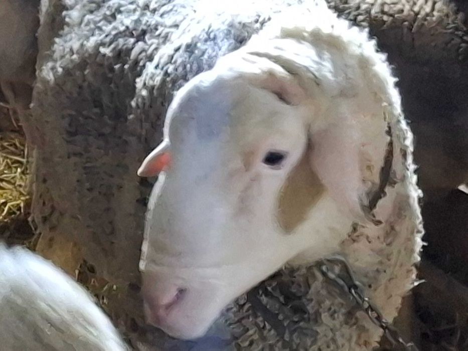 Продавам Овен Лакон