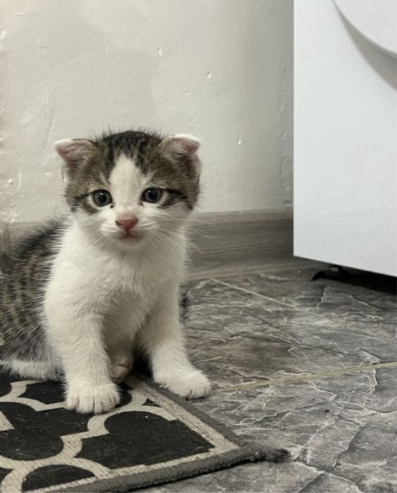 отдам котят в хорошие руки