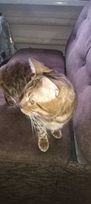 Отдам в хорошие руки бенгала томи