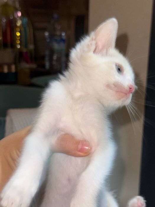 Котята домашнте ласковые