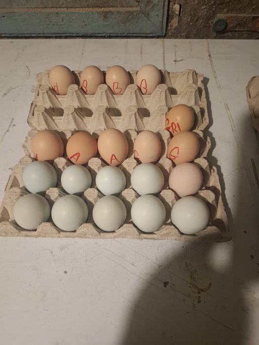 Disponibile ouă și găini din rasa brachma.