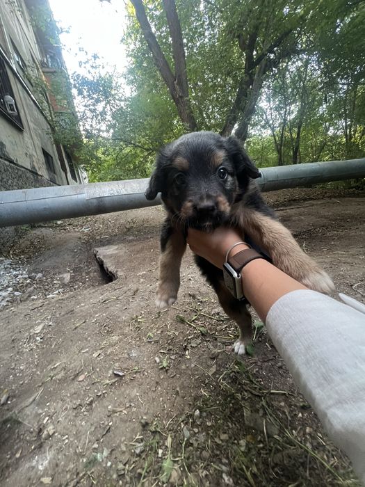 Щенок девочка бесплатно