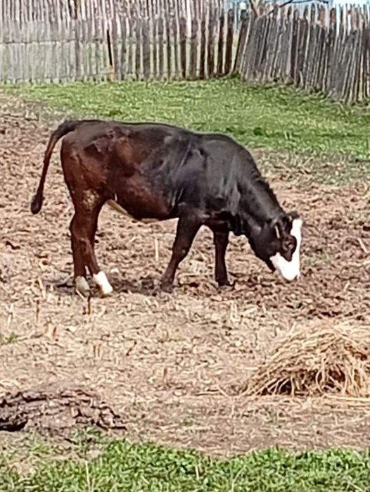 Junică de 1 an foarte îngrijită