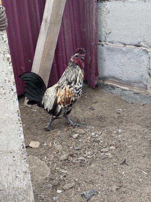 Продам молодых петушков