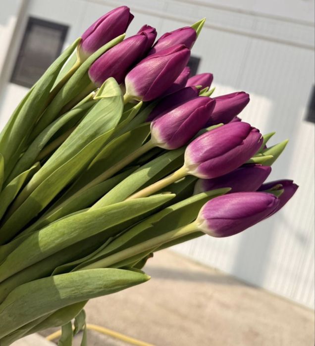 Тюльпаны из парника