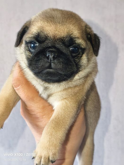 Очаровательные щенки мопса.