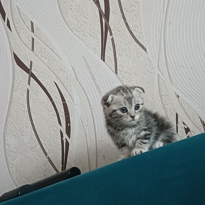 шотландские котята