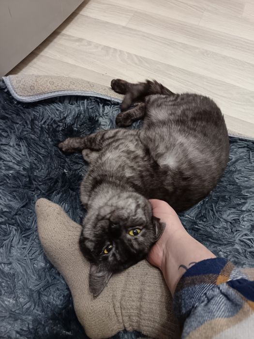 Ищем невесту для вязки