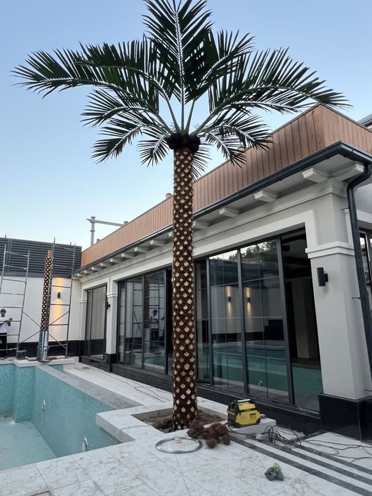 Суний пальма — премиум сифат. Республика бўйича етказиб бериш