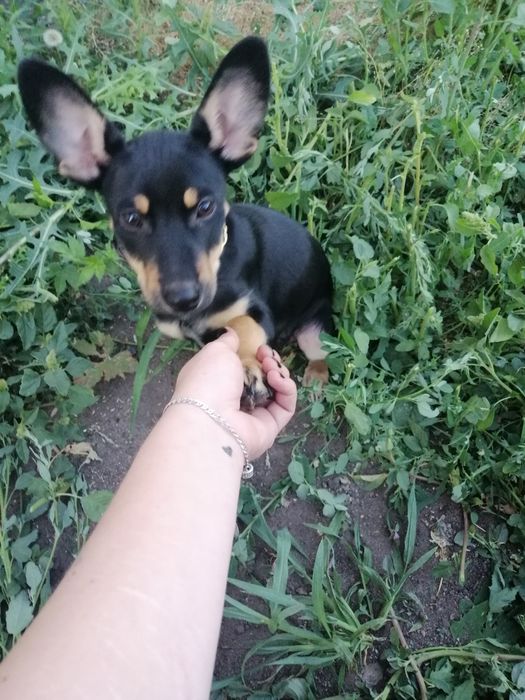 Дрессировка собак