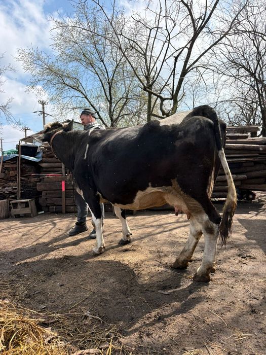 De vânzare Vacă de 4 vitei