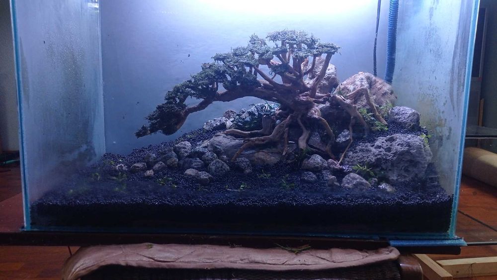 Коряга ва аквариум усимликлари