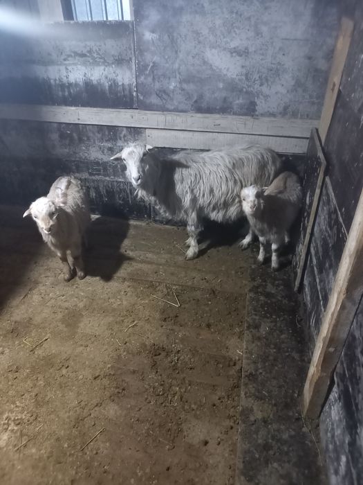 Орыс ешкі Ломанча