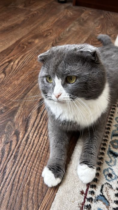 Шотландская вислоухая кошка