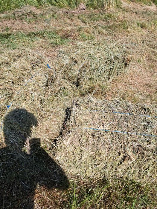 Vând balotii iarba Sudan și fan