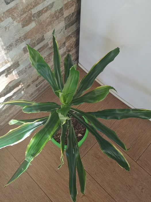 Двуколорна драцена в нова саксия с ПОДАРЪК