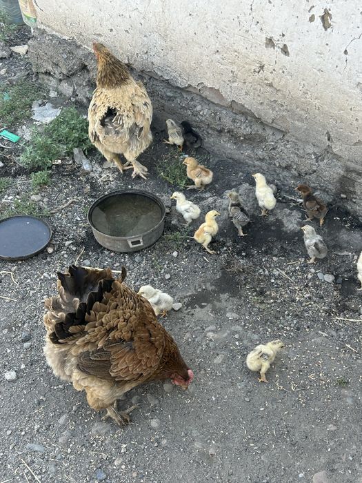 Цыплята домашние с квочкой