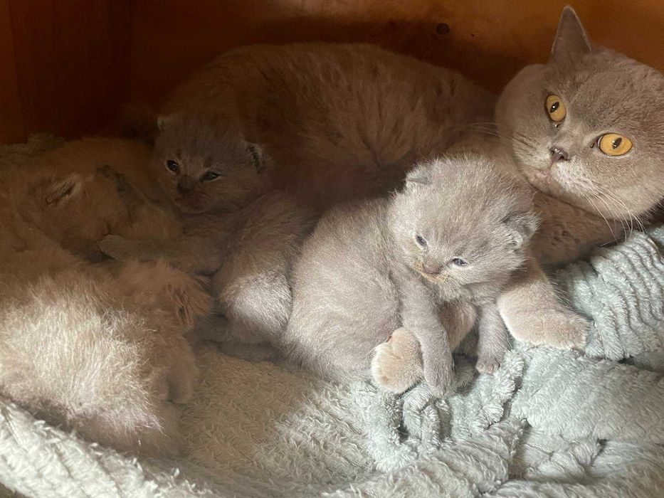 късокосместа британка - клепоухи котенца