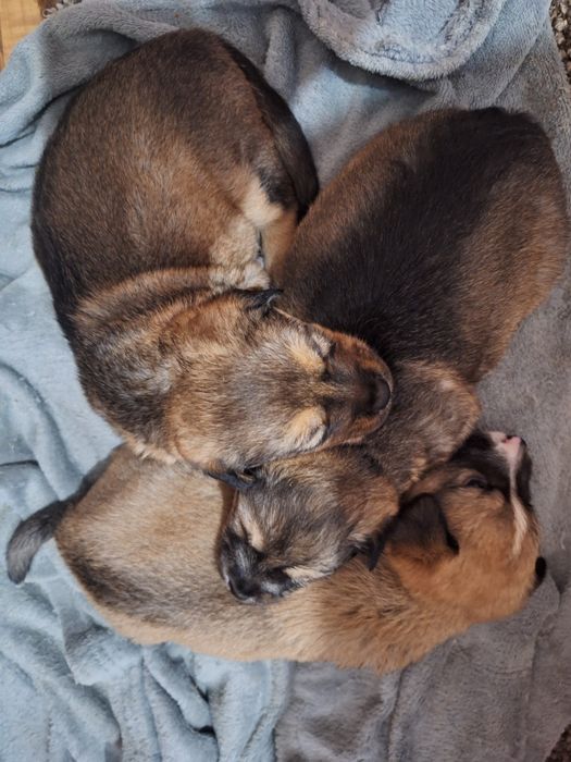 Подарявам Кученца