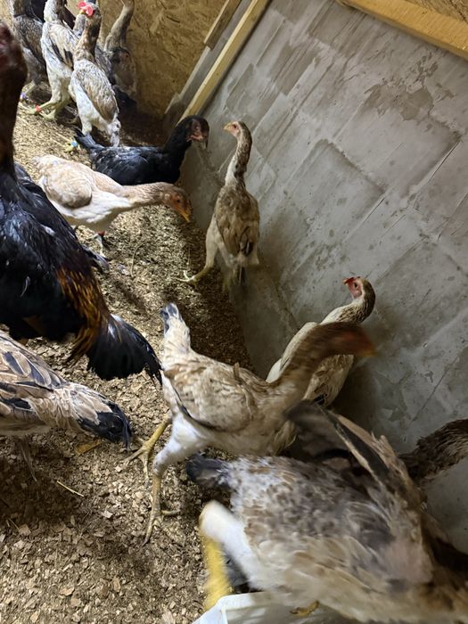 Продам молодых курей