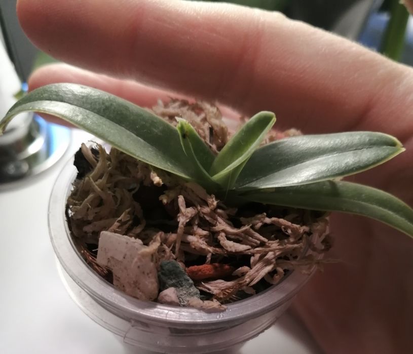 Орхидея Венерин башмачек