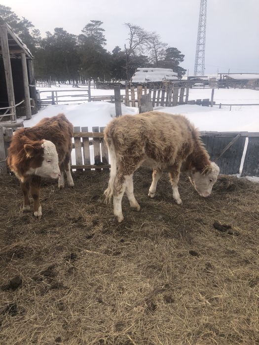 Продам на дорошивание