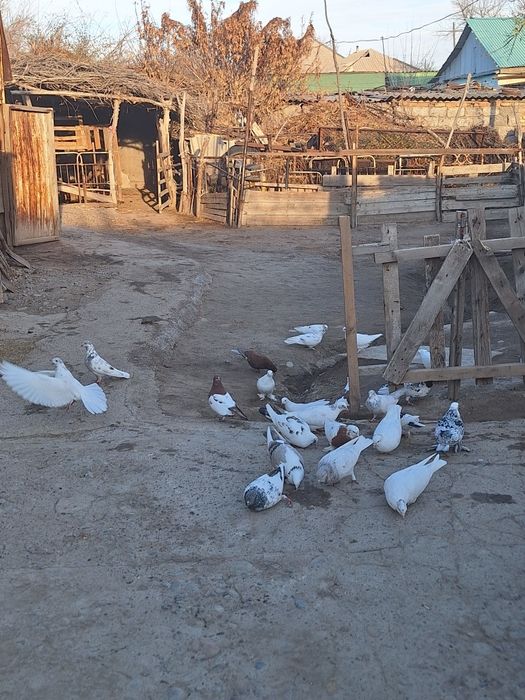 Голуби породистые