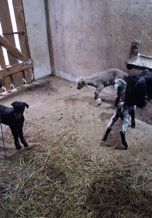 Vînd trei capre ,fiecare cu cîte trei iezi,caprele sint tinere la a doua fătare.