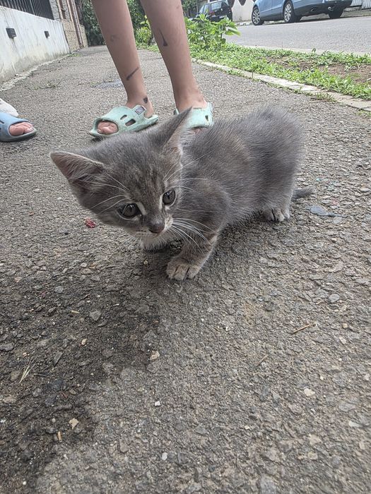 Pui pisica adopție