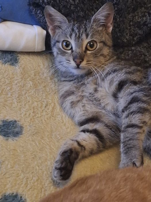 Donez Pisicuț 4luni