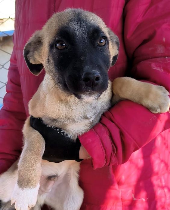 Щенки в добрые руки