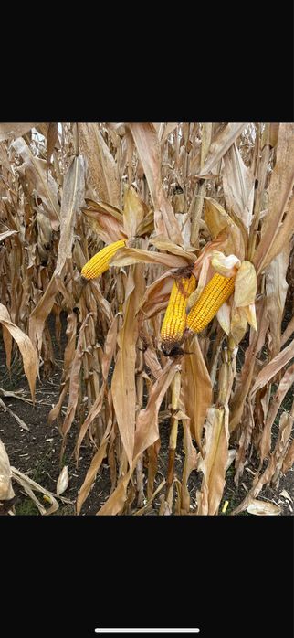 Porumb boabe vrac grau ovaz