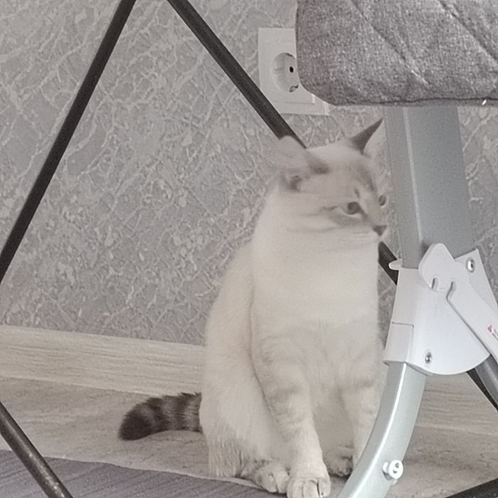 Отдам  даром Бесплатно