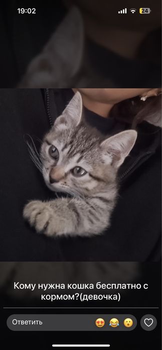 Котенок бесплатно