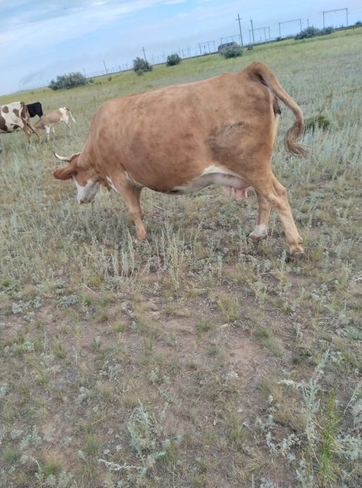 Продам дойных коров.