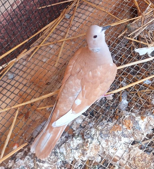 Vand sau schimb turturele