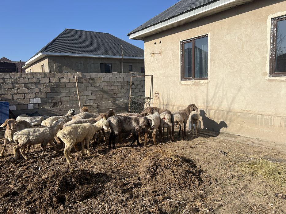 Семіз еркек тоқты