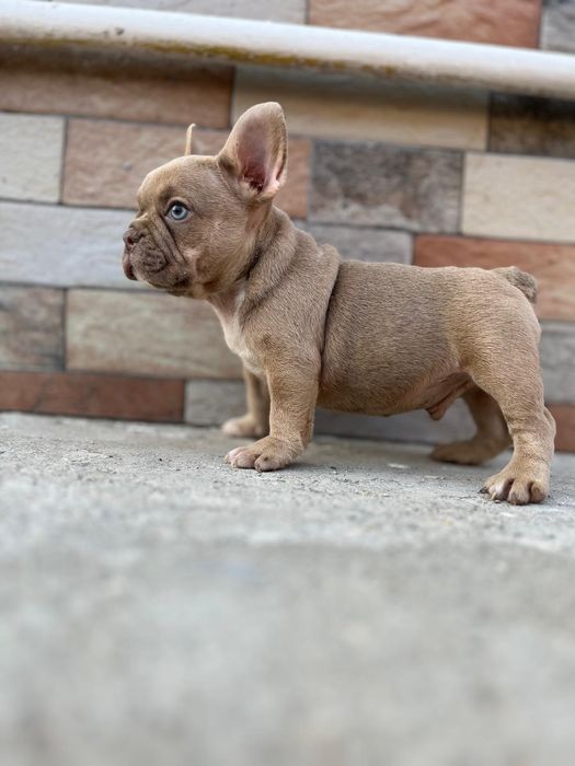 Vând pui bulldog francez