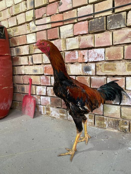 Dakan xoroz sotiladi