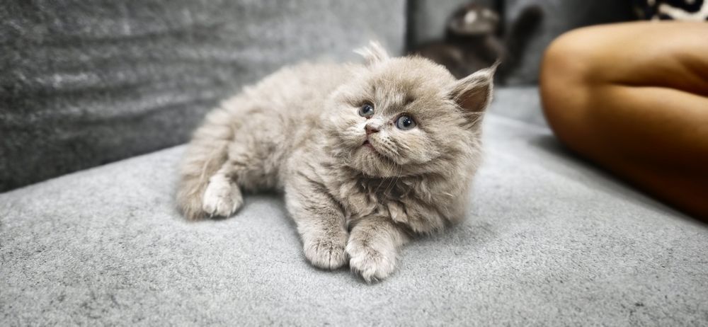 Продаётся котята, британские вислоухие