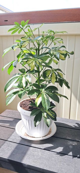 Шефлера, пъстроцветна, красива