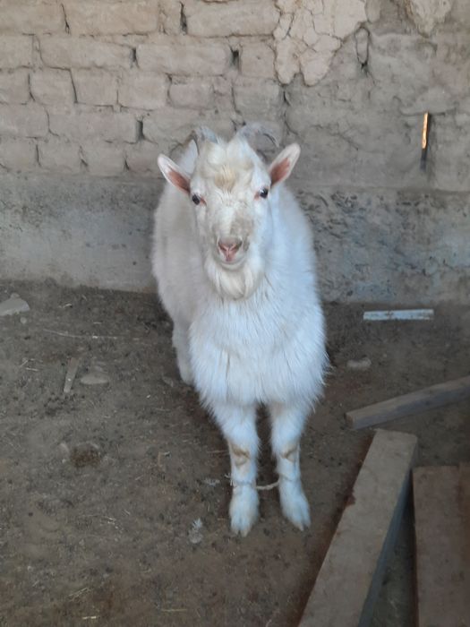 Козел и козлиха (орыс ешки)