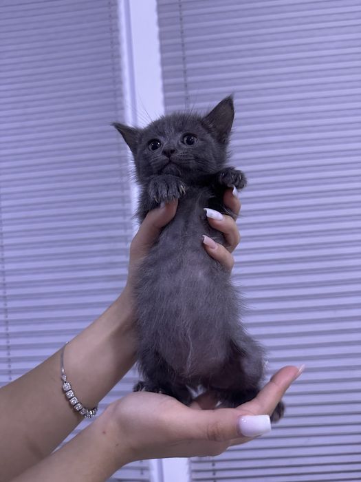 Даром котята в хорошие руки !