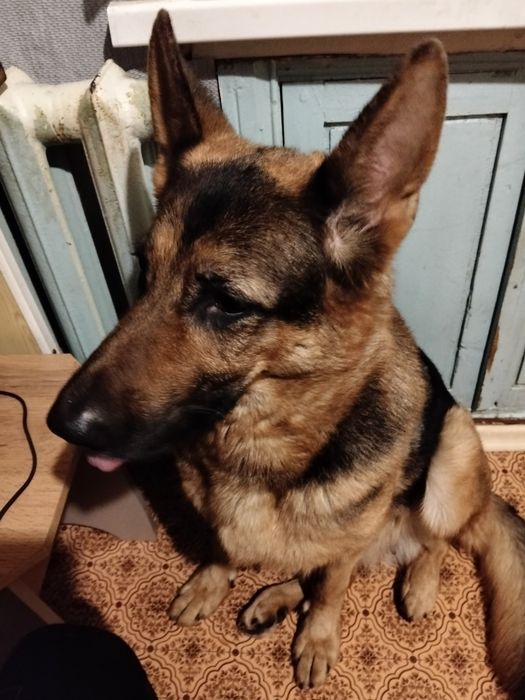 Щенок немецкой овчарки